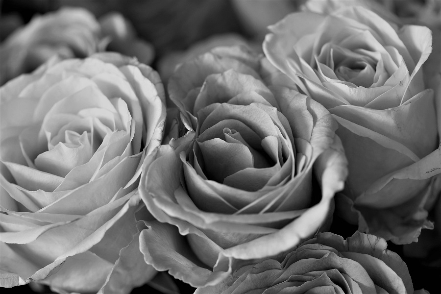 fototapeta roze